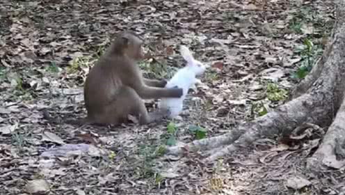 宠物大白的个人频道 从萌宠日常到科学养护的全方位指南