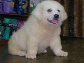 大型犬品种与大白熊犬介绍