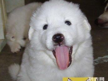 CKU精品大白熊犬 天津基地实地选购，安心带回家