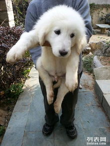 家有萌犬待新家 纯种大白熊宝宝温暖寻主