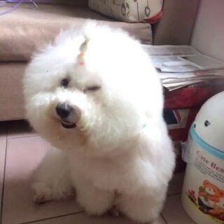 比熊犬大白 我的萌宠日常