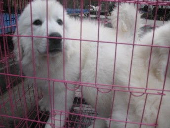 图 纯种巨型大白熊幼犬终身品质保障品相佳健康签协议 深圳宠物狗