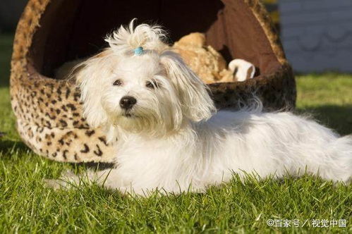 纯白犬鉴赏 十大经典白色宠物狗品种深度解析