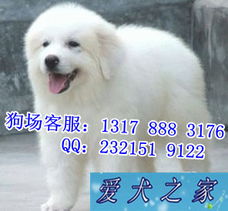 中山买大白熊幼犬指南 揭秘中山最大宠物狗场与优质狗场推荐