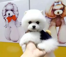 珍品博美幼犬交易指南 从协议签订到安全选购的全程解析
