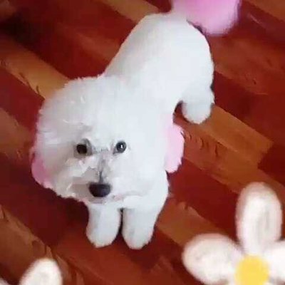 白色的忠诚 我与大白宠物的温暖时光