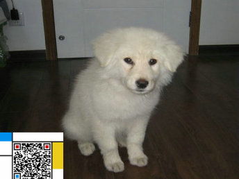纯种大白熊幼犬 家庭守护者的温柔诗意