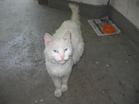 猫咪大白咪等待领养(图)